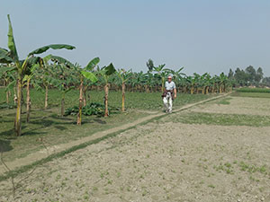 Walking at the banana plantation